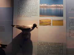 -青藏高原自然博物馆
