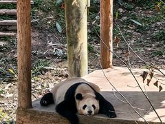 -中国大熊猫保护研究中心雅安碧峰峡基地