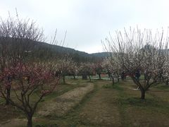 -香雪海