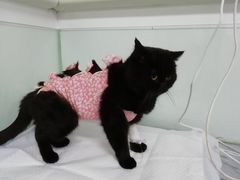 -达爱动物医院·犬猫分区·CT·复杂眼科(远洋山水分院)