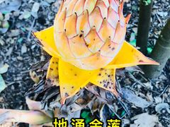 -中国科学院西双版纳热带植物园
