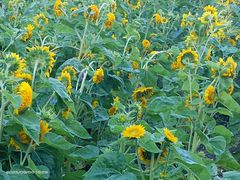 -长春公园(普阳街道)