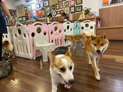 -柯斗斗主题餐厅·狗咖·围炉煮茶·茶饮(国瑞升平里店)