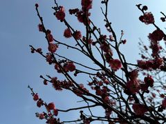-梅花山(明孝陵内)