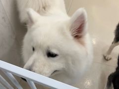 -共舞时光猫咖·狗咖(新街口店)