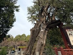 -华夏良子·足道SPA艾灸(龙潭路店)