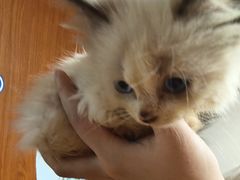 -楼上猫咖(罗湖店)