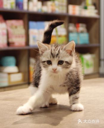 看了朋友家的美短起司猫，真的太喜欢了