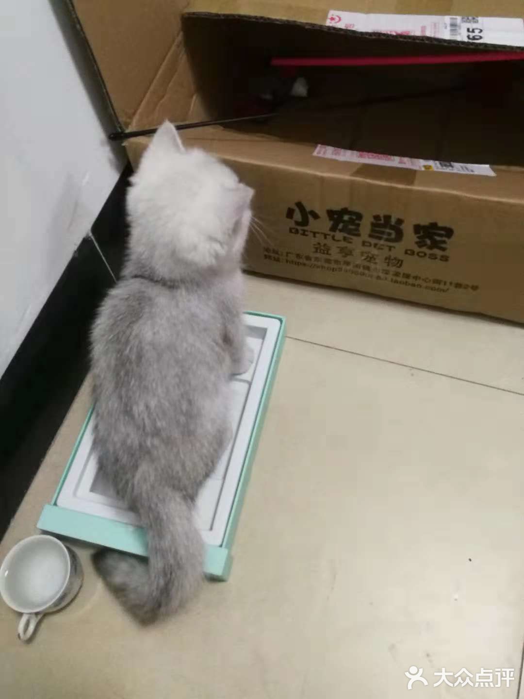 曾经小小猫咪，如今傻不拉叽