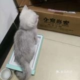 曾经小小猫咪，如今傻不拉叽