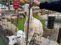 -神户市立六甲山牧场