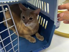 -小猫来了·猫咪专售(红山六九七九店)