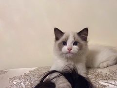 -袖虎·猫馆(体育西路店)