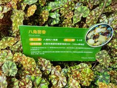 -花之城