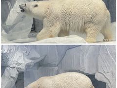 -海合安天津极地海洋公园
