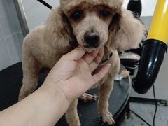 -宠福鑫康馨动物医院·骨科·眼科