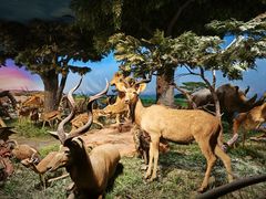 -国家自然博物馆