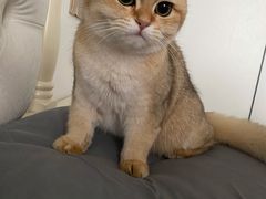 -comecome来吧宠物(奥克斯中心店)