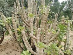 -东莞植物园