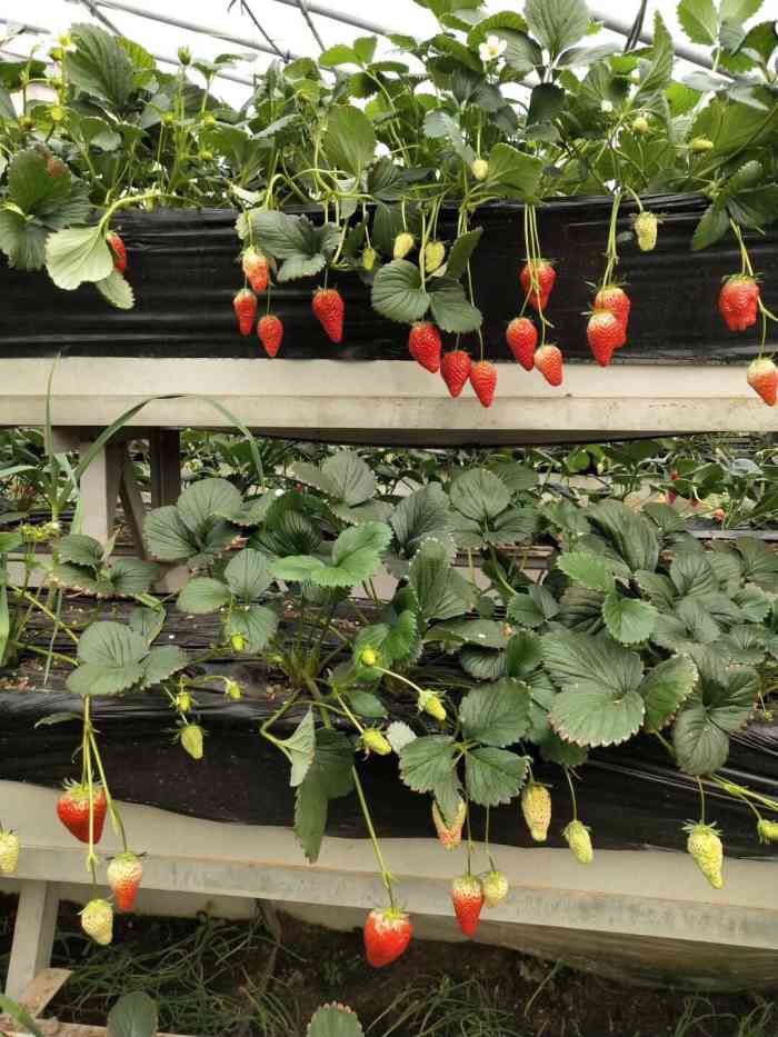 沐恩格林四季农场