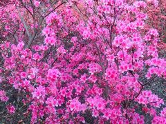 -木兰云雾山