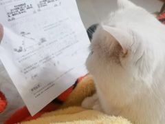 -艾贝尔宠物医院·24H转诊中心·肿瘤猫专科(江宁双龙店)