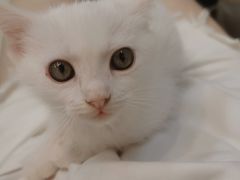 -Heymao猫咖.咖啡厅(东门店)
