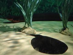 -上海海洋水族馆