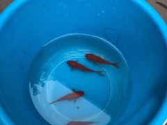 -朝阳公园游乐园