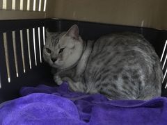 -伟伟宠物医院·CT影像中心·瑞派犬猫综合性门诊(汉口总院)