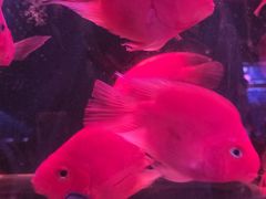 -双季花艺园艺市场(浦东店)