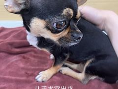 -芭比堂动物医院·CT·微创中心(新顺分院)