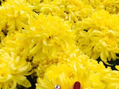 -廊坊文化艺术中心