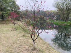 -杭州植物园