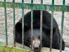 -栾川竹海野生动物园