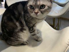 -飞行喵MR PILOT|猫舍·猫咖(静安大融城店)