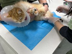 -达爱动物医院·犬猫分区·CT·复杂眼科(远洋山水分院)