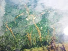 -丽江泸沽湖景区-里格半岛
