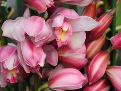 -三圣花乡旅游区