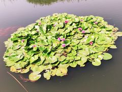 -前关湿地公园