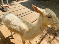 -北京鹿世界主题园