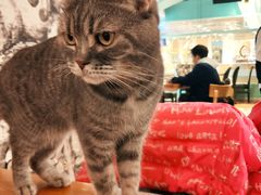 -猫小院猫主题餐厅(三里屯店)