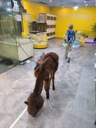 -神奇动物撸宠馆·羊驼·小浣熊·异宠(豫园店)