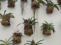 -上海鲜花港