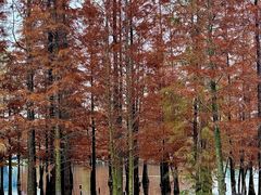 -白鹭湾湿地公园