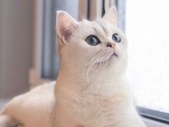 -美联众合动物医院·24h转诊中心