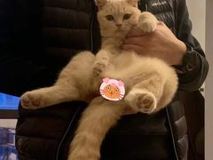 -东方名猫馆·英短金渐层布偶猫舍(环线广场1号楼店)