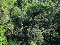 -广州白江湖森林公园