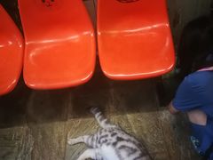 -猫咪博物馆(顶澳仔猫街店)