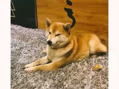 -柴务处·柴犬主题狗咖